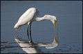 _1SB1387 white egret